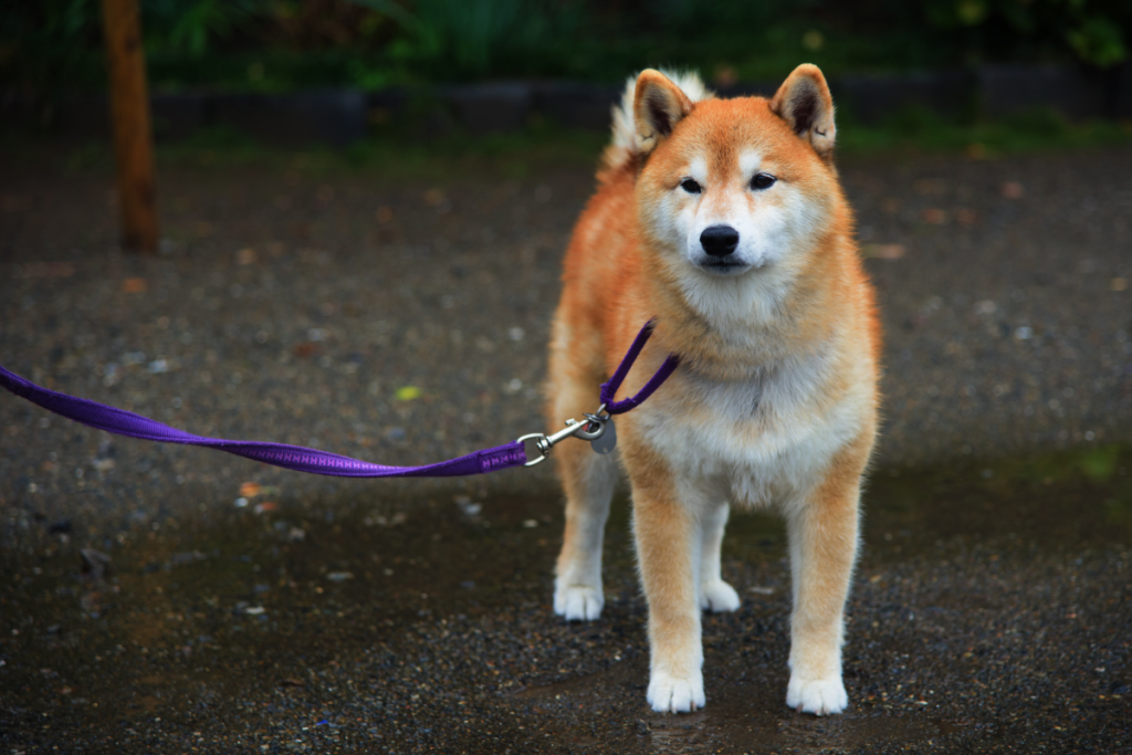 Akita Inu