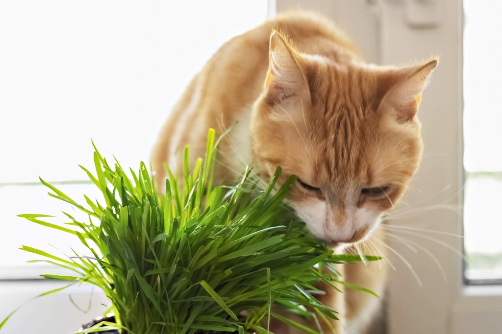 Chat et herbe