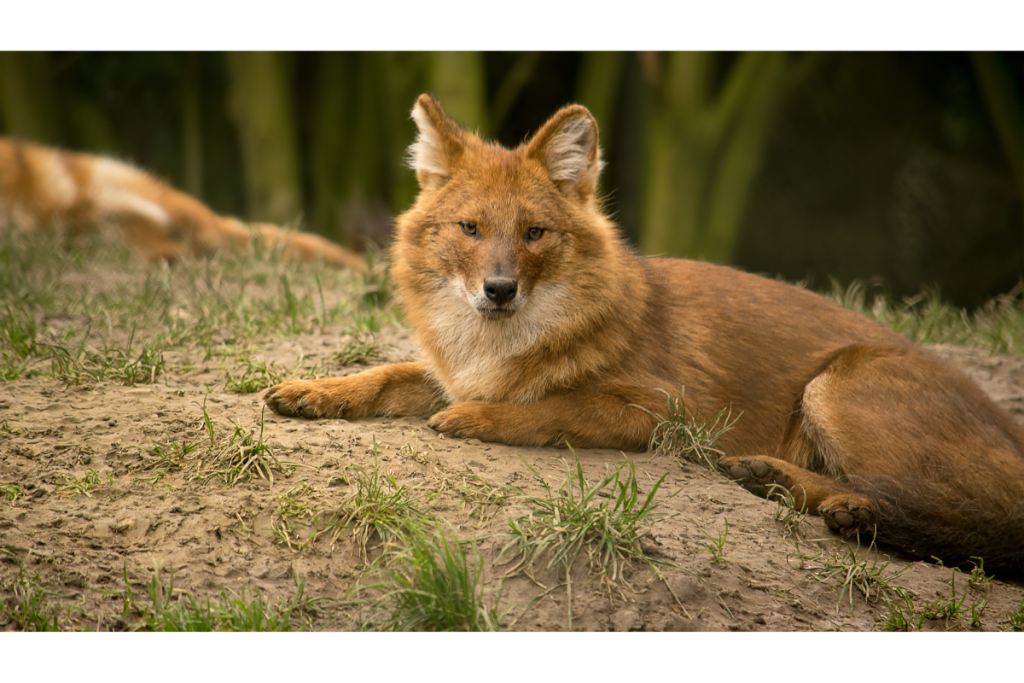 Dhole