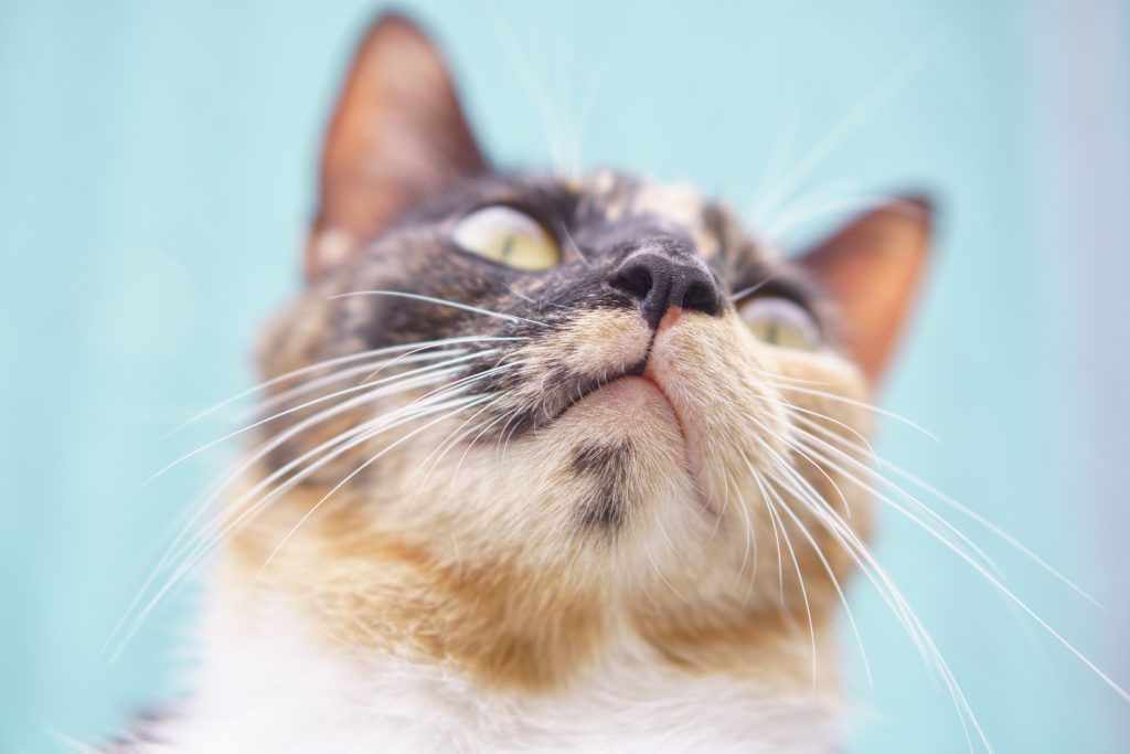 Gros plan chat et ses moustaches