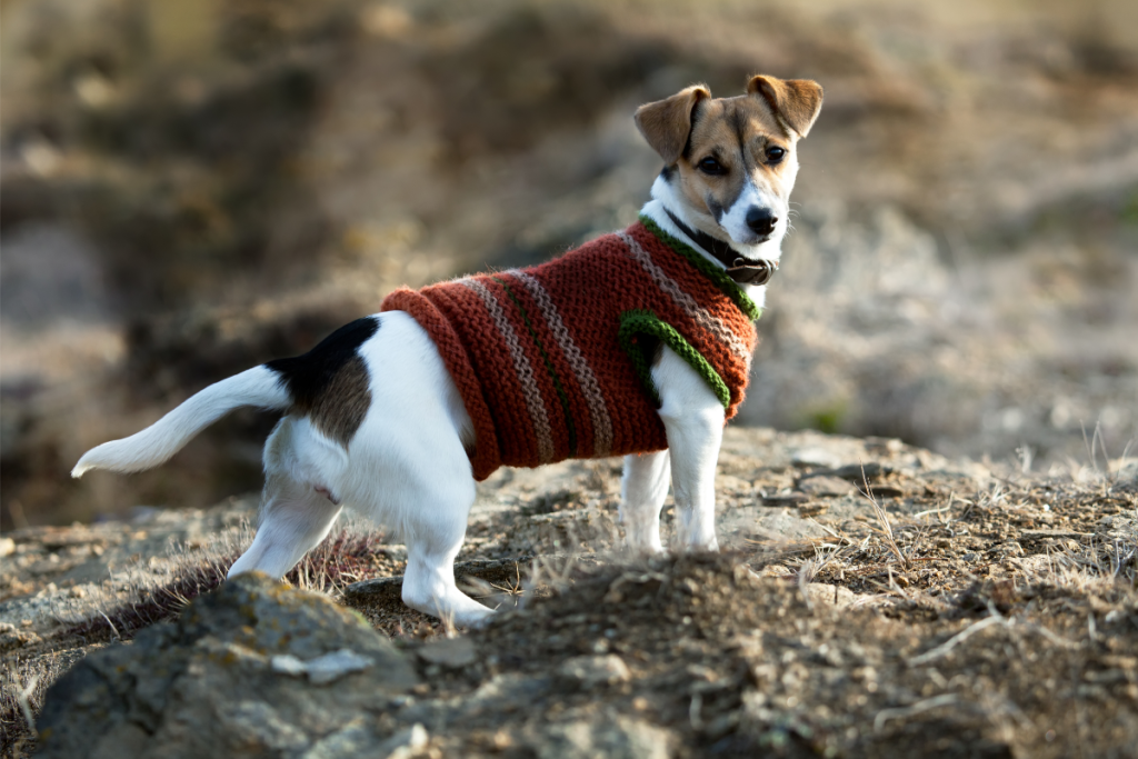 Jack Russell Terrier