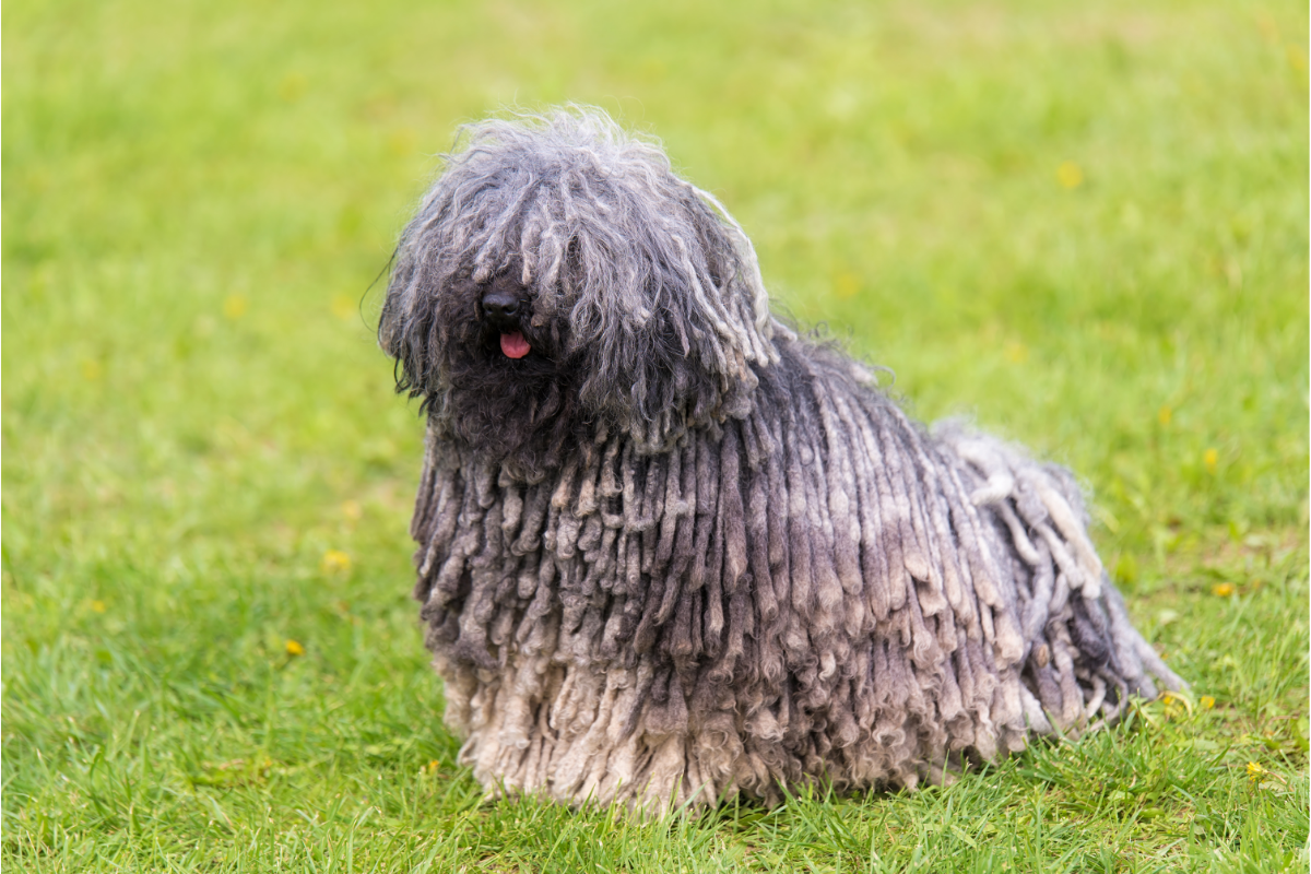 Ces chiens extraordinaires : le top 10 des races les plus rares au monde.