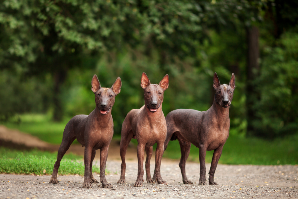 Xoloitzcuintli