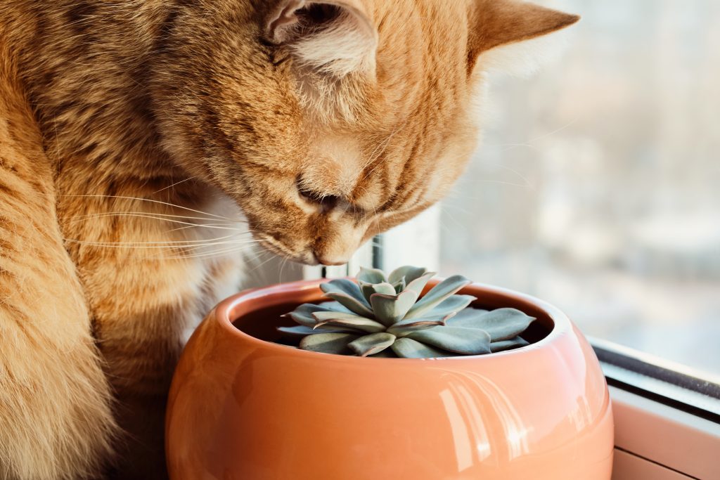 chat et plante