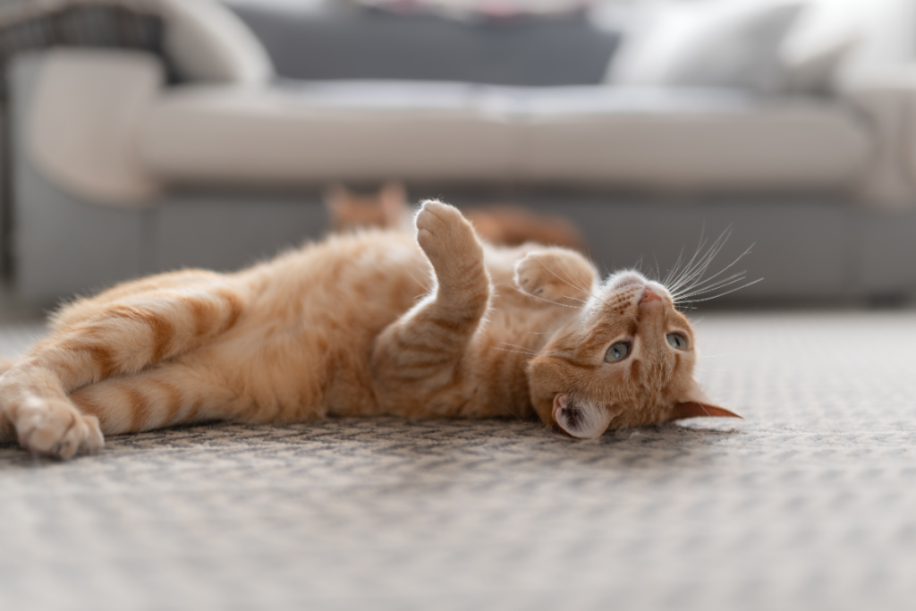 chat joue sur le dos