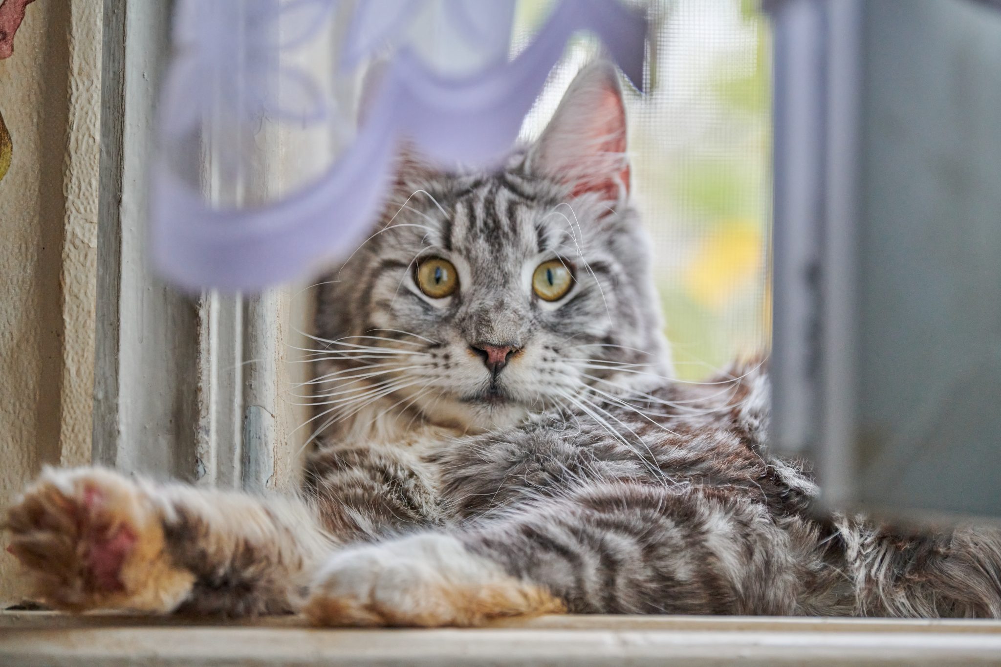 Un chat posé sur une fenêtre