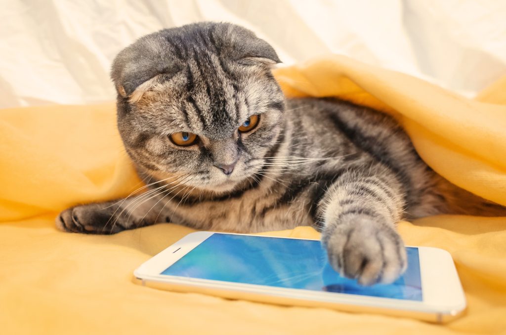 top 8 des races de chats intelligents