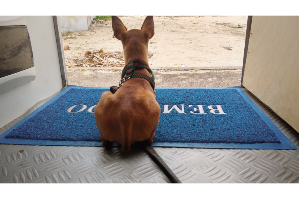 chien attend à la porte