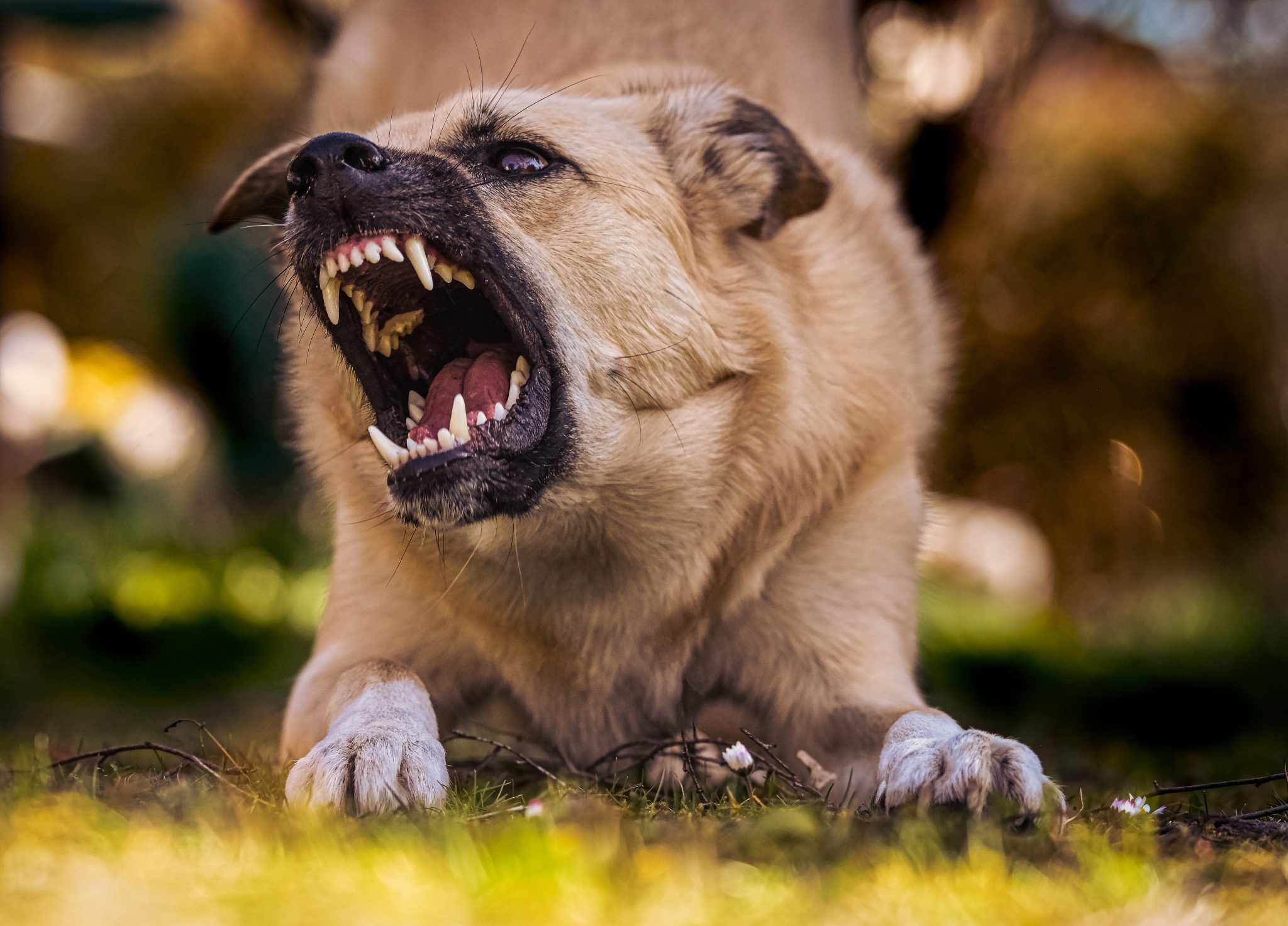 Voici les 10 races de chiens les plus agressives