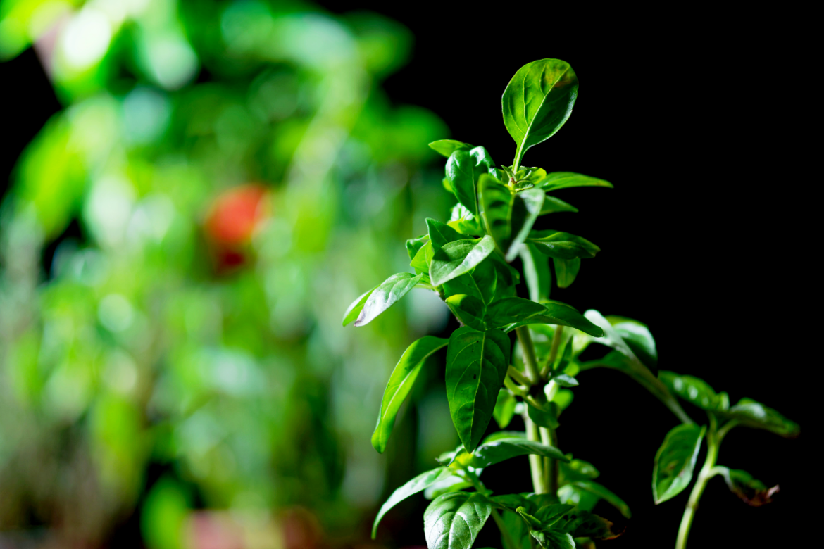 Comment bien entretenir un plant de basilic à la maison ? - Hexagones