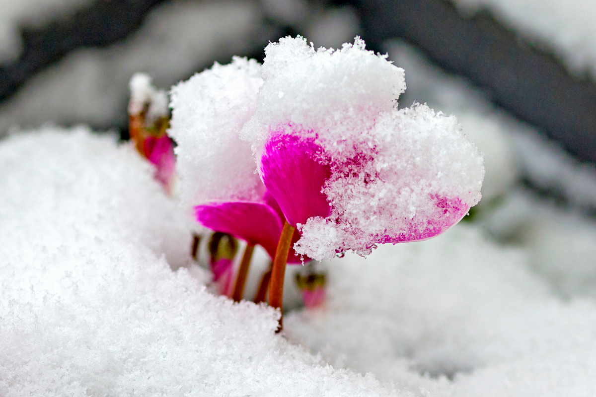 Froid, gel, neige… Comment protéger ses plantes en hiver ?