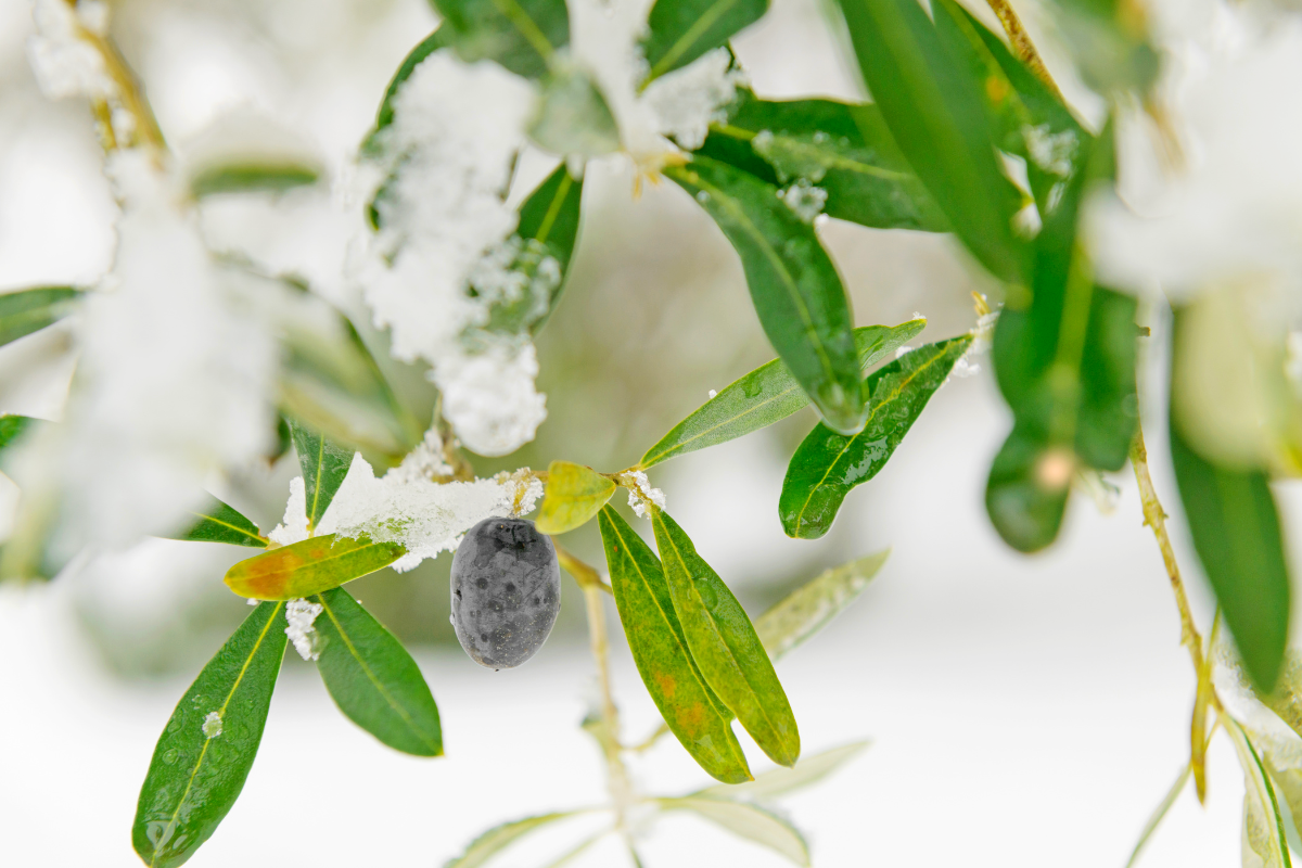 Comment hiverner facilement votre olivier pour qu'il reste en pleine forme  ? - Hexagones