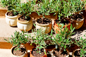 Oliviers en pot.