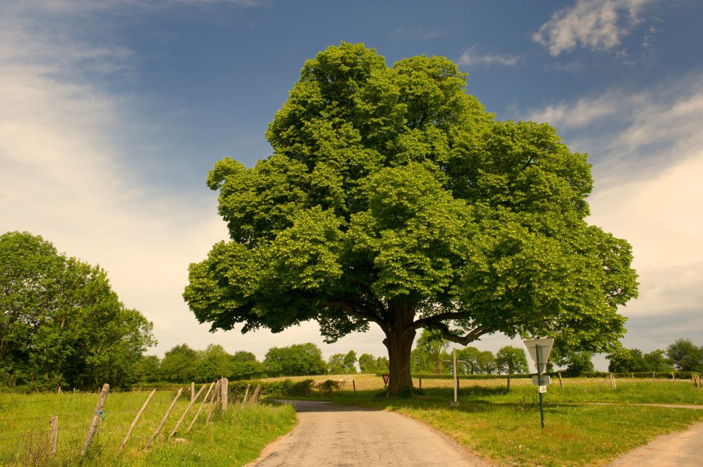 arbre fruitier chataignier