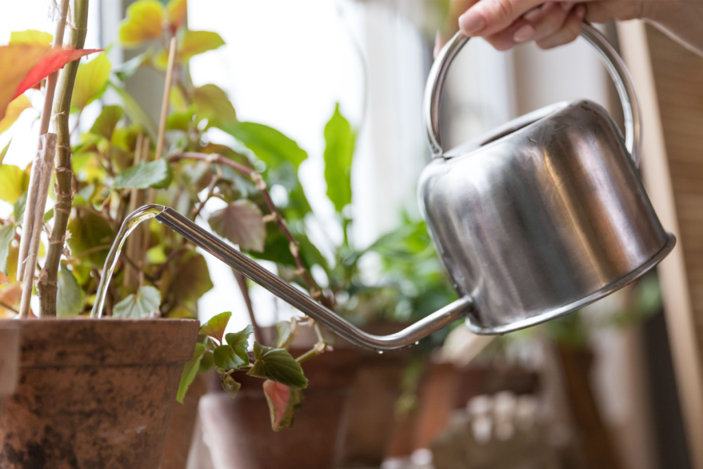 arroser vos plantes en hiver