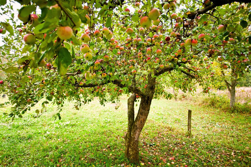 benefices cendre arbre fruitier