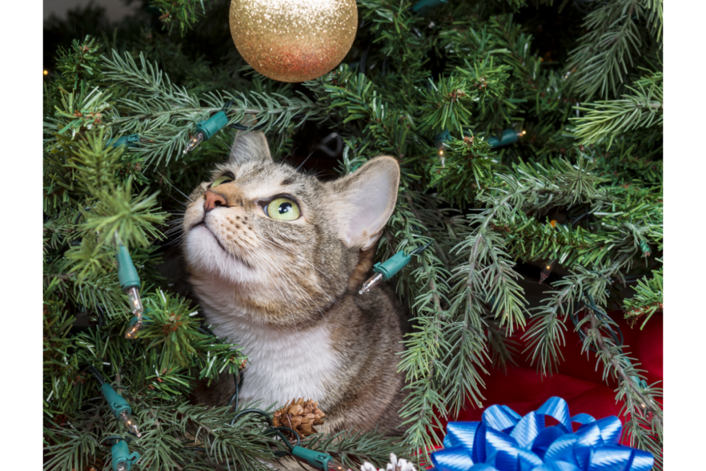 chat et sapin de Noël