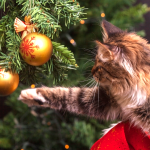 éloigner les chats des décorations de Noël