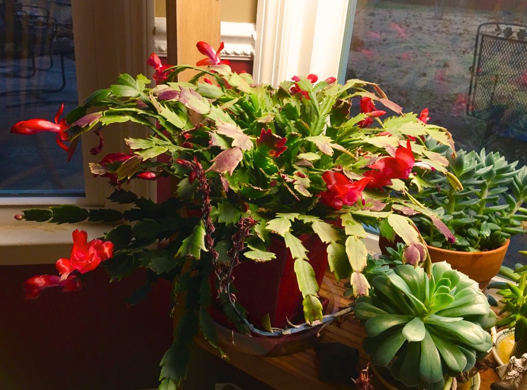 fertilisation schlumbergera
