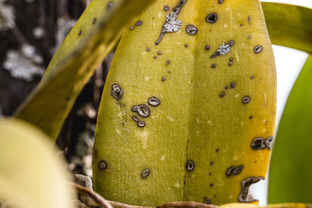 feuille orchidée malade