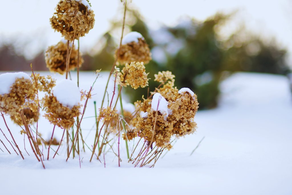 hortensia en hiver