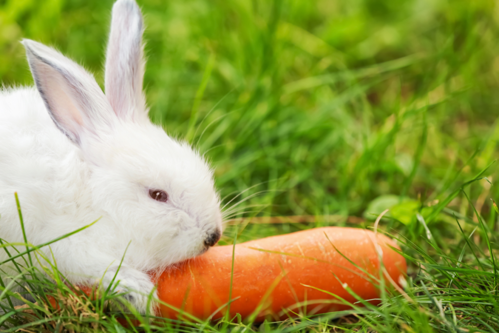 lapin domestique en plein air