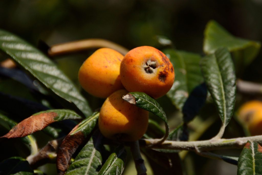 nèfles arbre fruitier