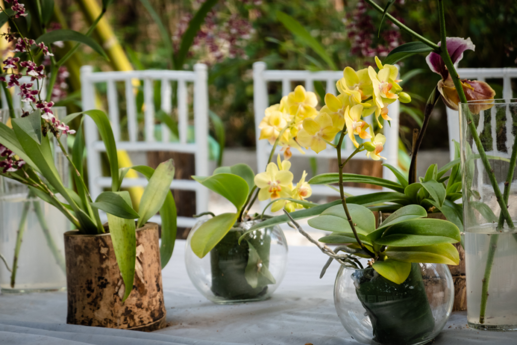 orchidées en pots