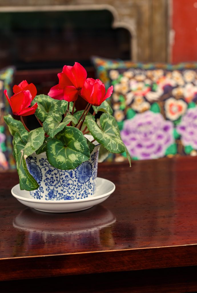 mini cyclamen table de noel