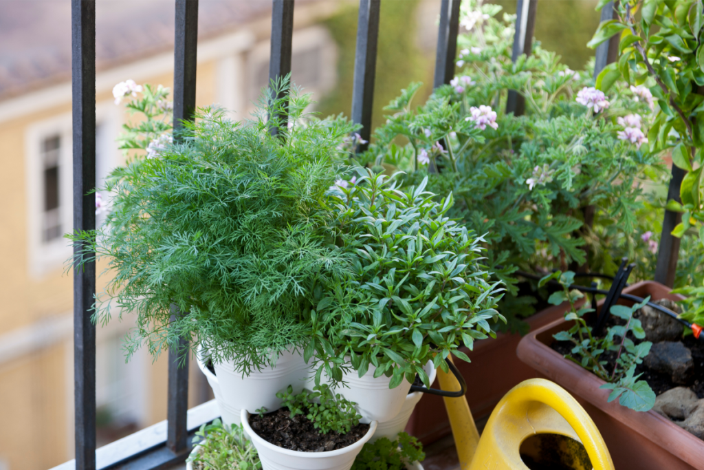 plantes de balcon