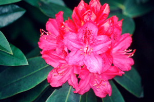 Rhododendron en fleurs