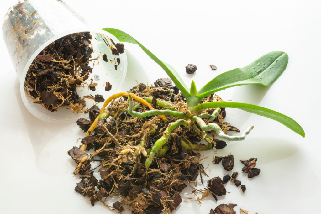 soigner les racines des orchidées