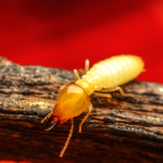 termites dans votre maison