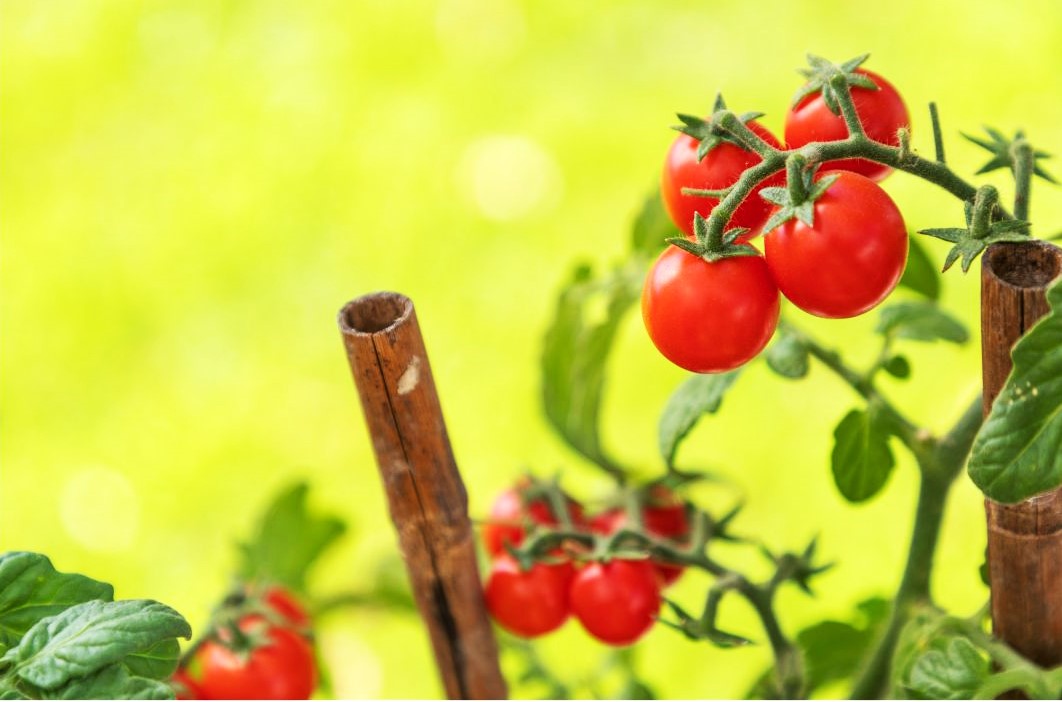 tomates fraîches du printemps