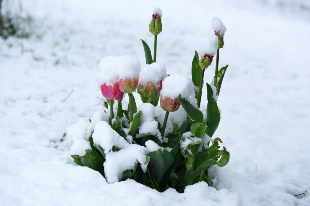 tulipes en hiver