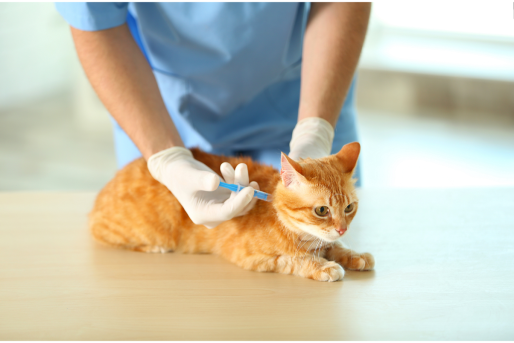 vaccins indispensables pour chat