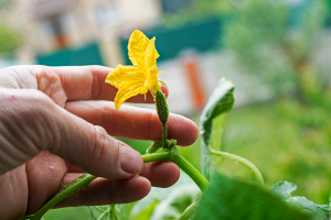 Concombre au potager