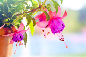 fuschia