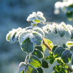 5 erreurs à ne pas commettre dans son jardin en hiver pour préserver la santé de...
