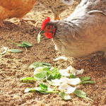 Les 13 restes de table à interdire pour nourrir vos poules après les festivités