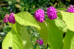 callicarpa