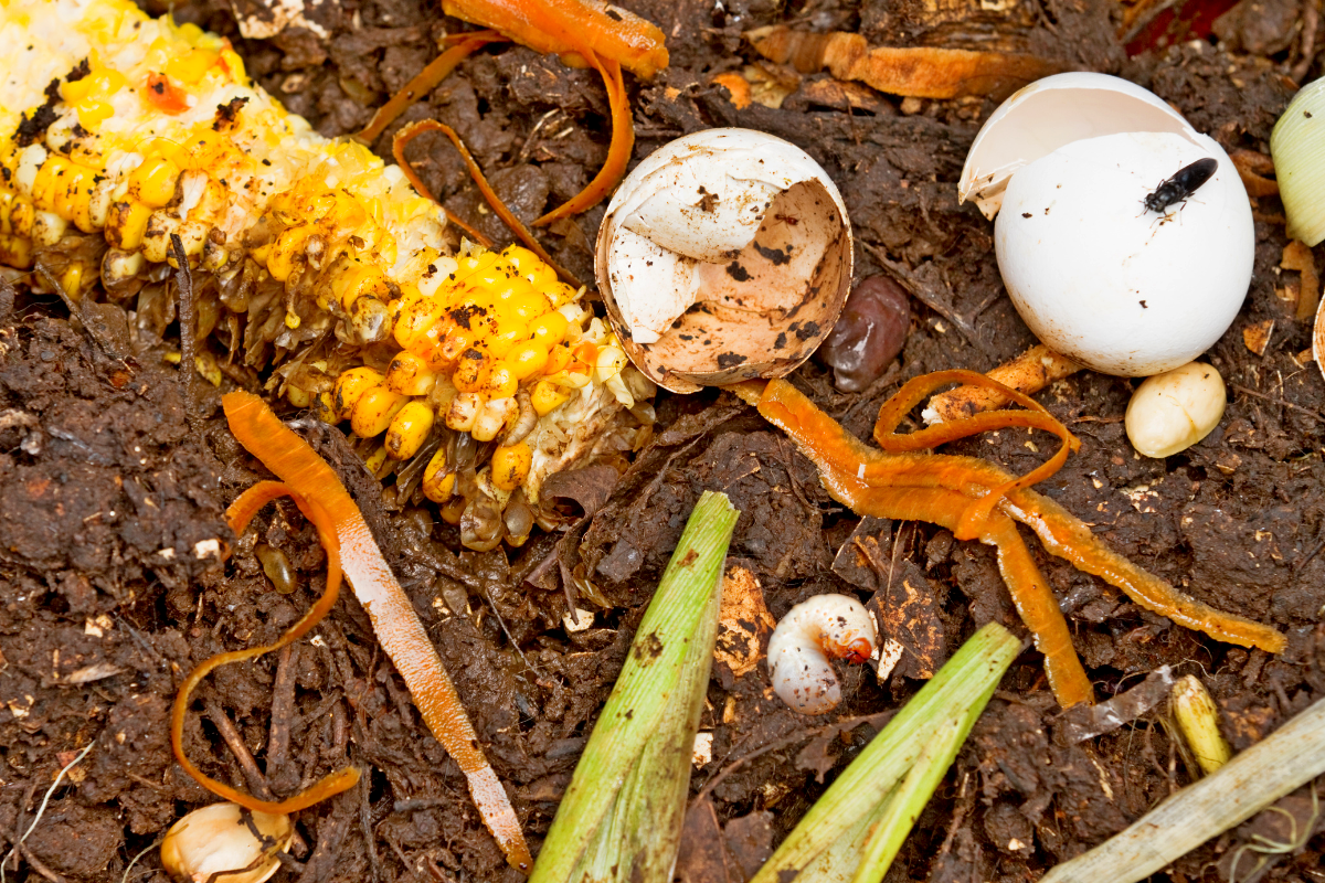 Découvrez pourquoi des larves apparaissent dans votre compost