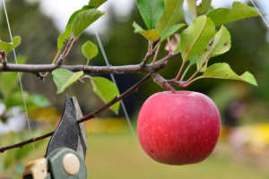 tailler des pommiers