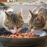Les pâtées pour chatons, chats adultes et chats seniors