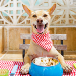 nourrir les chiens 1