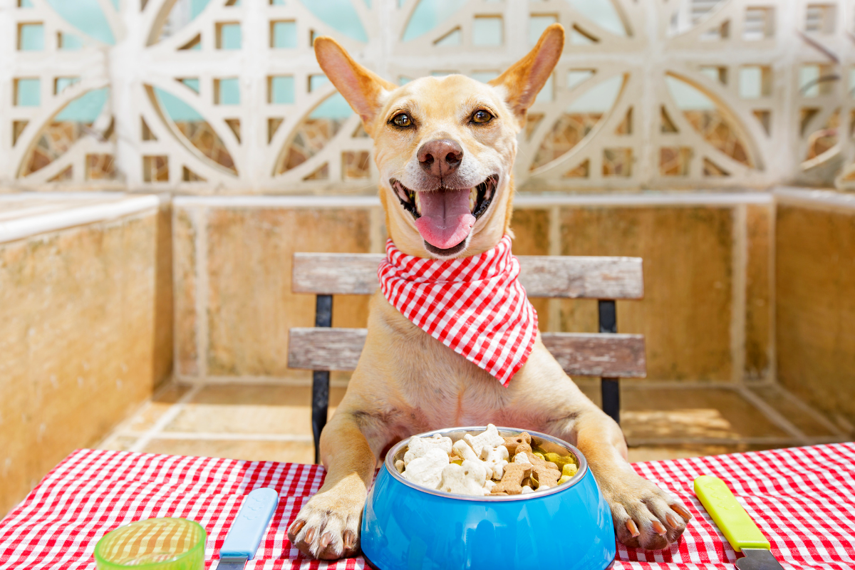 9 Astuces pour nourrir son chien ou son chat de manière écologique