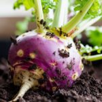 Ce légume oublié se sème en mai et transforme votre potager en paradis