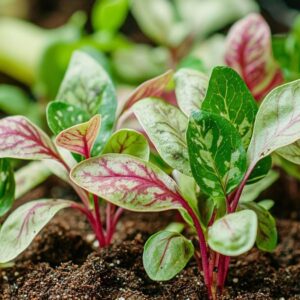 Semez ces 3 plantes ce week-end : votre potager vous dira merci en repoussant les pucerons naturellement