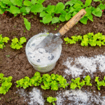 cendre de bois au potager