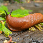 Débarrassez-vous des limaces : ces deux déchets de cuisine protègent vos parterres naturellement